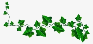 Sarmaşik Cli̇part Yandex - Ivy Clipart