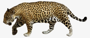 Animal Jaguar Png Download Image - Jaguar Png