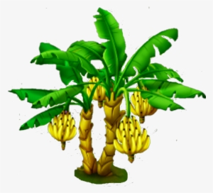 Banana Tree - Name Of Plant And Their Parts That We Eat