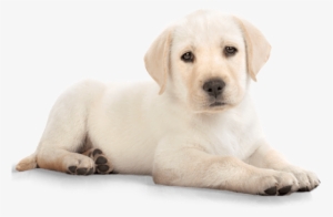 Download - Golden Retriever Puppy Png
