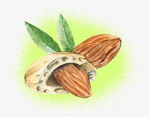 Organic Sweet Almond Oil - Mandorla Stilizzata