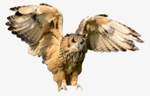 Https - Coruja Real Png