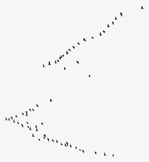 New Birds Png - Transparent Background With Birds