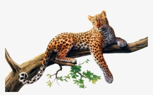 Jaguar Animal Png - Jaguar Png