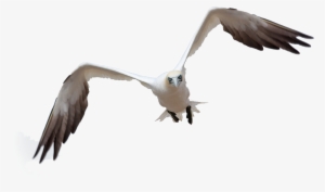 Bird Flight By Queenphotoshop On Deviantart - Bird Flying Png Photoshop