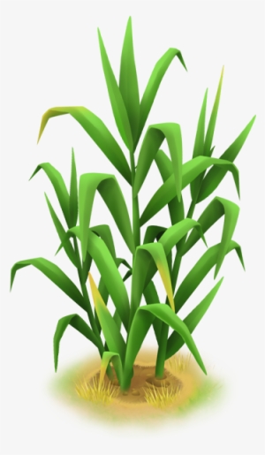 Tall Grass - Wiki