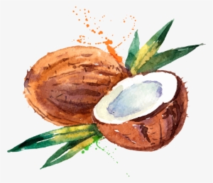 Coconut Water Coconut Milk Watercolor Painting - Watercolor Coconut