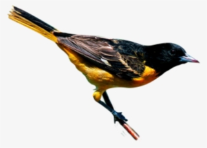 Climate Change Threatens To Disrupt The Ranges Of Birds - New York City