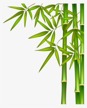 Bamboo Png