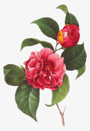 Cute Flower Pastel Spring Png Overlay Edits Edit Kpoped - Vintage Botanical Illustrations Public Domain