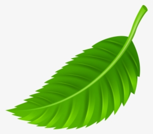 Leaf Png Clip Art