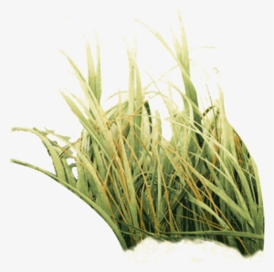 Photo Of Tall - Bruised Reed He Will Not Break