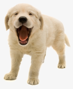 Golden Retriever Puppy Png