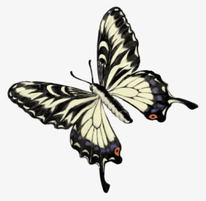201601 Swallowtail Butterfly - Swallowtail Butterfly Png