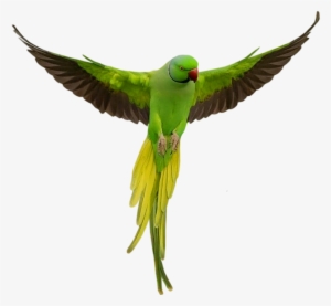 Parrot Png