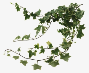 Ivy Wall Png Clipart Black And White - Ivy Vines