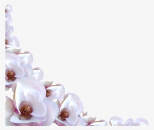Flower Border Png - White Flower Border Png