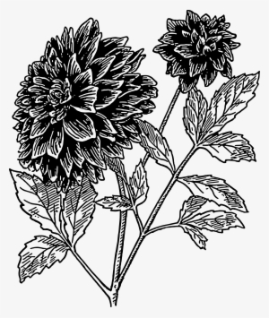 Dahlia Clip Art Free Vector - Dahlia Clipart Black And White