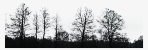 Black Tree Png Image - Black And White Trees Png