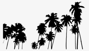 Tumblr Png - Palm Tree Wallpapers For Iphone