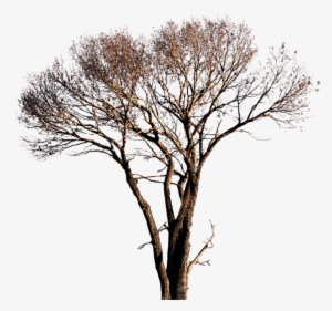 Tree Png Images