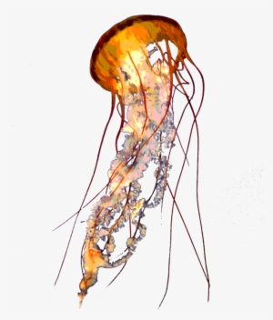 Jellyfish Png - Lion's Mane Jellyfish Png