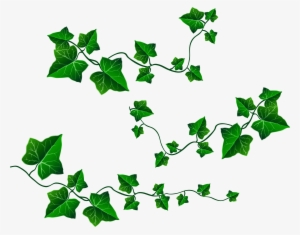 Png Royalty Free Stock English Ivy Clipart - Ivy Png