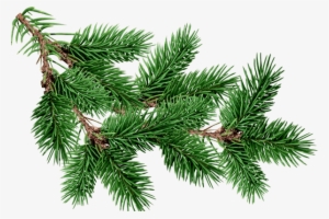 Branch Fir Tree