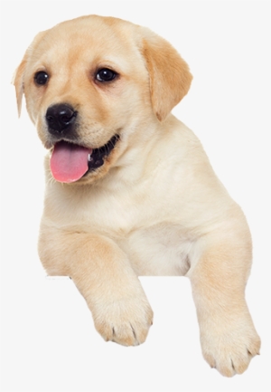Puppy $100 - Pup Png