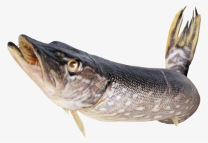 Рыбаку Поздравления С Днем Рождения Рыбака