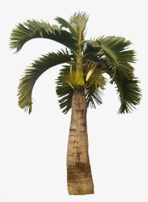 Tropical Plant Pictures - Palm Trees Png
