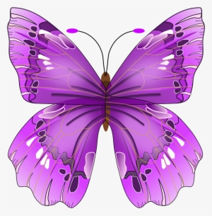 Butterfly - Purple Butterfly Vector Free