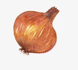 Este Gráficos É Onion Watercolor Vegetable Png Images - Onion