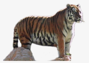 Download Tiger Png Transparent Images Transparent Backgrounds - Portable Network Graphics