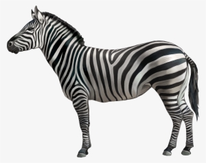 Animals Png