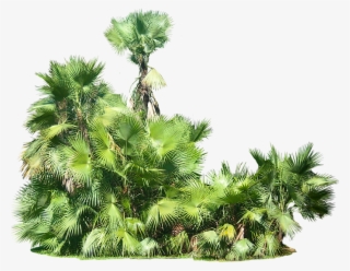 Free Png Plants Png Images Transparent - Tropical Plants Transparent Background