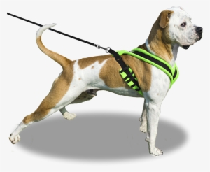 Our - Dog On Leash Png