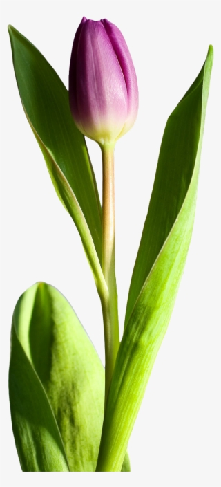 Tulip Flower Png
