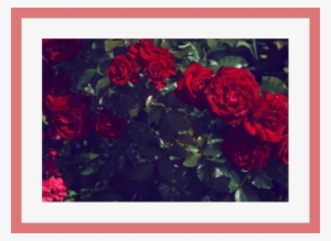 Namjoon Banner - Hybrid Tea Rose