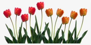 Tulip Png Pic - Kind Hearts Are The Garden