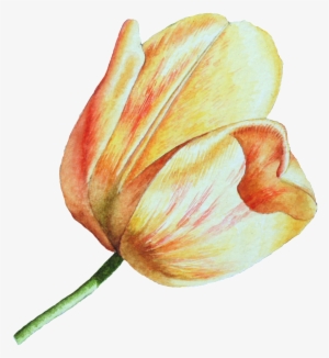 This Graphics Is Hand Drawn A Tulip Png Transparent - Tulip