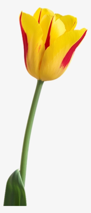 Yellow Tulip Png Image - Yellow Tulip Flower Png