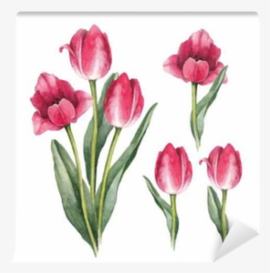 Watercolor Tulips On A White Background Wall Mural - Lale Suluboya