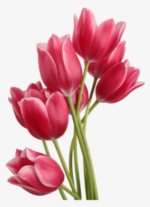 Flowers - Tulip Png