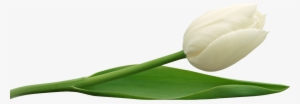 Tulip Png Image - White Tulips Transparent Background