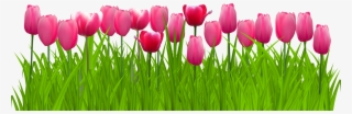 Png Freeuse Stock Grass With Pink Png Clip Art Image - Pink Tulip Flower Png
