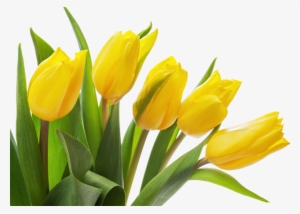 Yellow Tulip Png Photo - Yellow Tulips Transparent Background