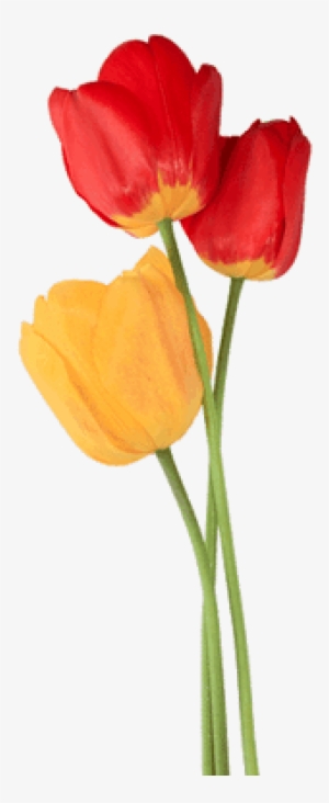 Tulip Trio - Tulip