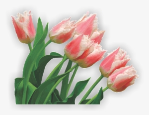 Photo - Tulip