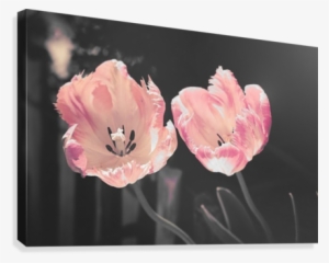 Pink Tulip Canvas Canvas Print - Good Morning Wishes